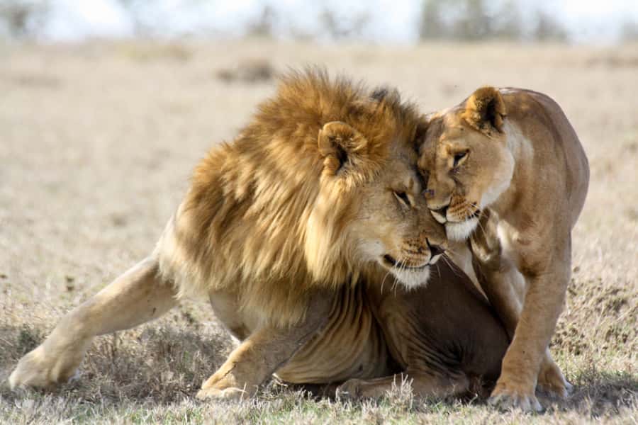 Hartbeespoort: Lion and Safari Park Guided Tour - Key points at a glance