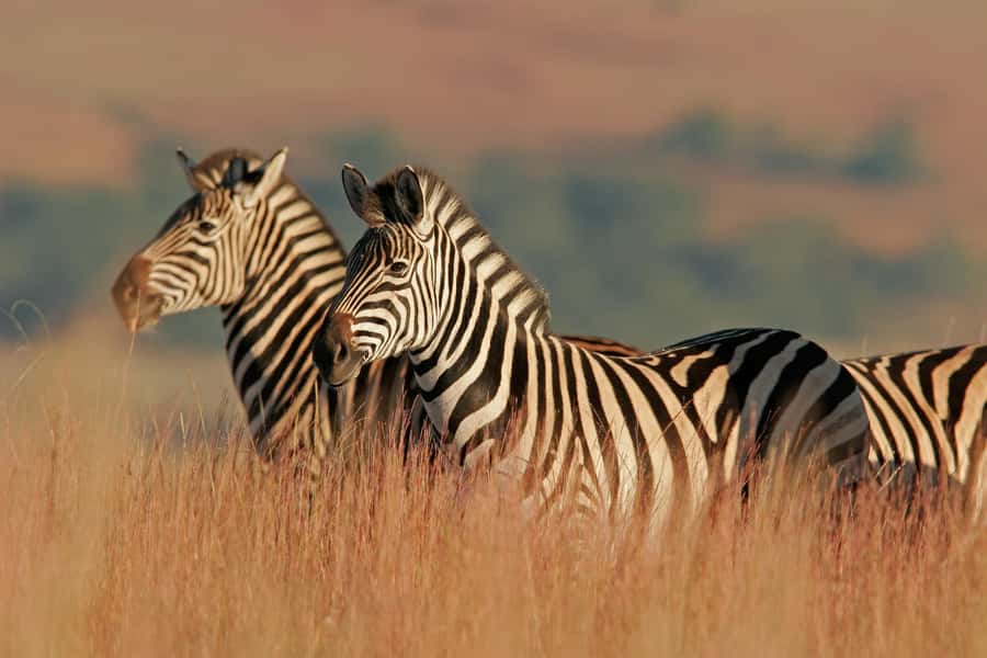 Hartbeespoort: Lion and Safari Park Guided Tour - What the $38 price gets you