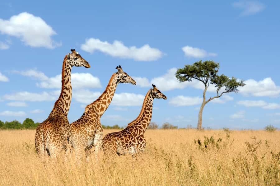 Hartbeespoort: Lion and Safari Park Guided Tour - The antelope area gives the drive a calmer start