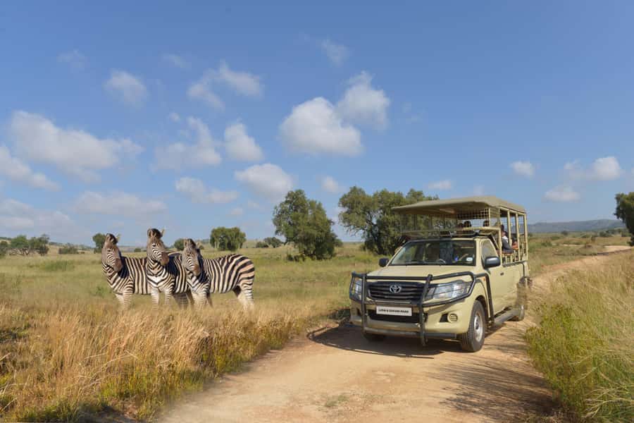 Hartbeespoort: Lion and Safari Park Tour - A predator safari close to Hartbeespoort