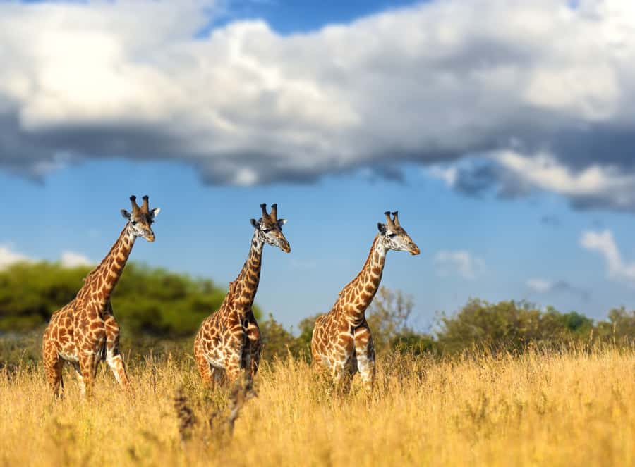 Hartbeespoort: Lion and Safari Park Tour - Meeting lions, wild dogs, and cheetahs