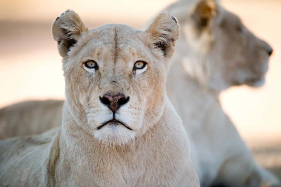 Hartbeespoort: Lion and Safari Park Tour - Is the $70 price fair?