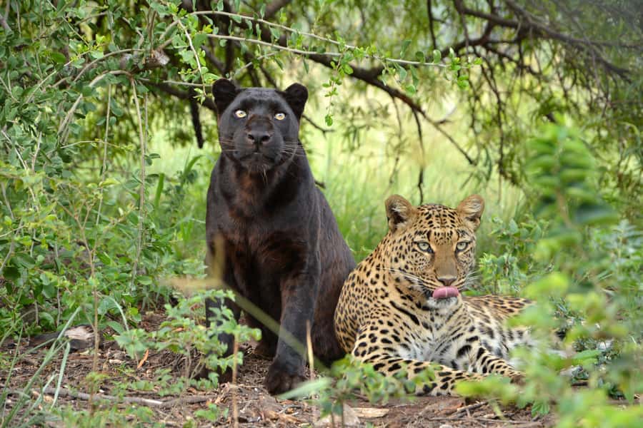 Hartbeespoort: Lion and Safari Park Tour - Who will enjoy this tour most?