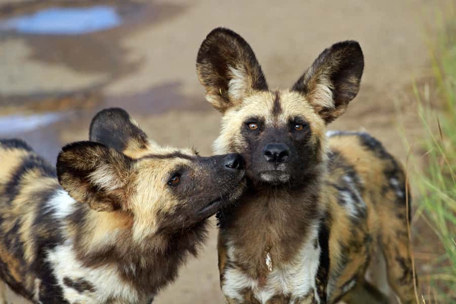 Hartbeespoort: Predator Safari with a Guide - Key points at a glance