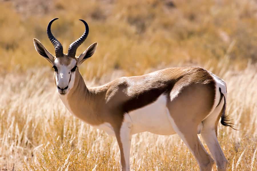 Hartbeespoort: Predator Safari with a Guide - What the one-hour safari is really like