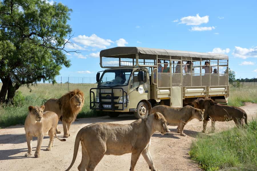 Hartbeespoort: Predator Safari with a Guide - Why the guides receive so much praise