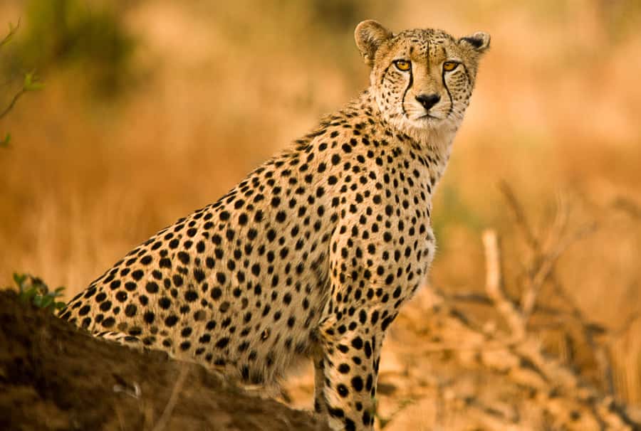 Hartbeespoort: Predator Safari with a Guide - Lions, wild dogs, and cheetahs up close
