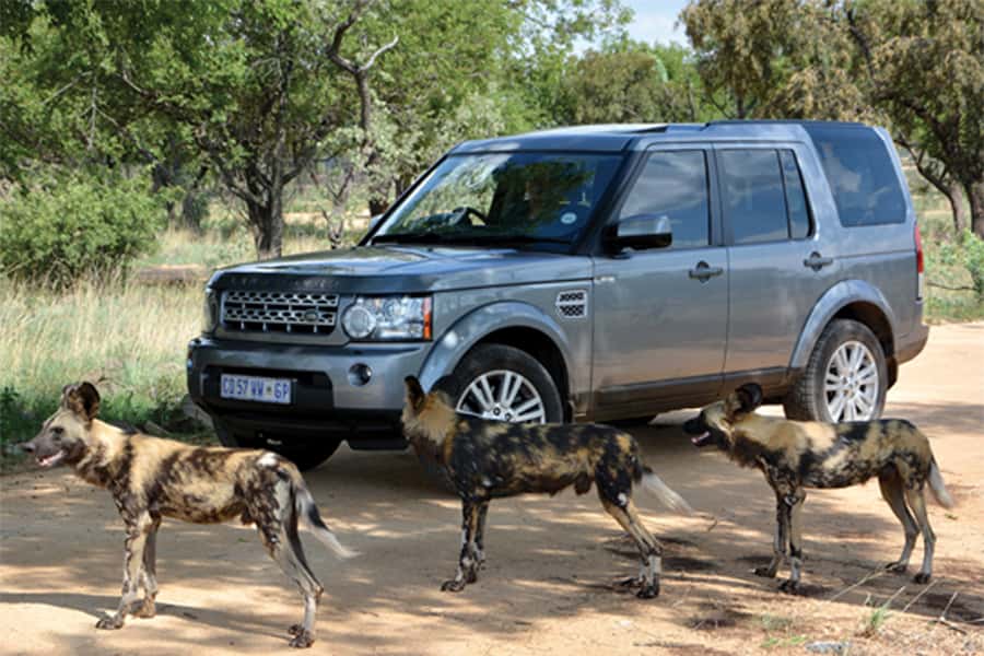 Hartbeespoort: Self-Drive Lion and Safari Park Tour - Why this self-drive format works so well
