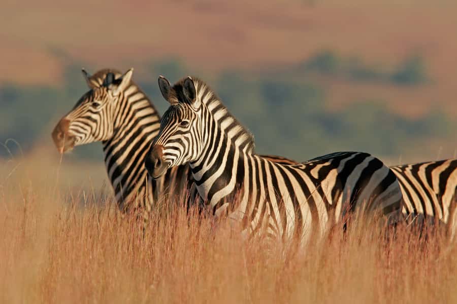 Hartbeespoort: Self-Drive Lion and Safari Park Tour - Who will enjoy this park most