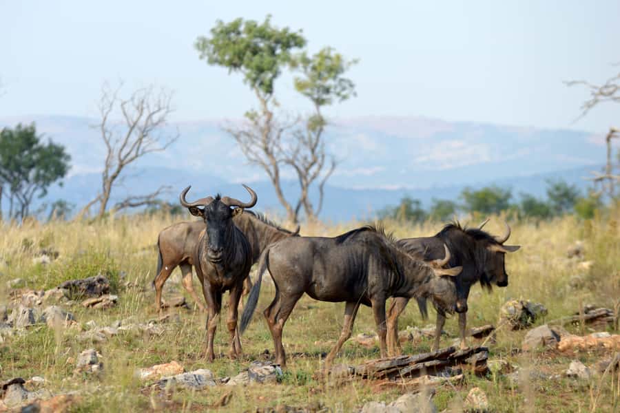 Hartbeespoort: Self-Drive Lion and Safari Park Tour - Getting to the park from Johannesburg and Lanseria