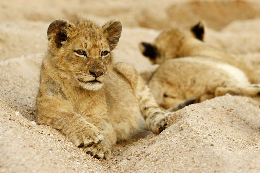 Hazyview: Private Full-Day Guided Kruger Safari - The 45-minute breakfast stop