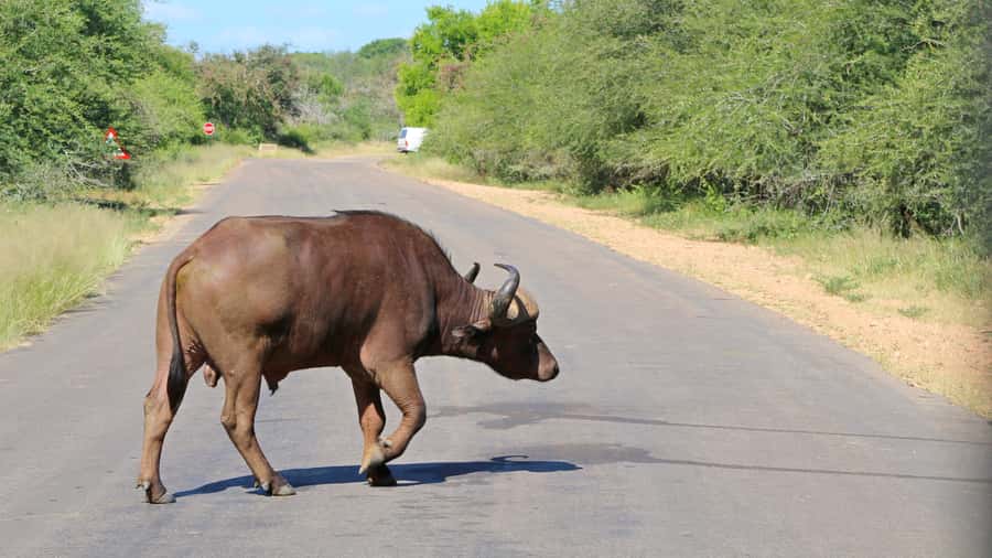 Hazyview: Private Full-Day Guided Kruger Safari - Rivers and mountain areas in the second drive