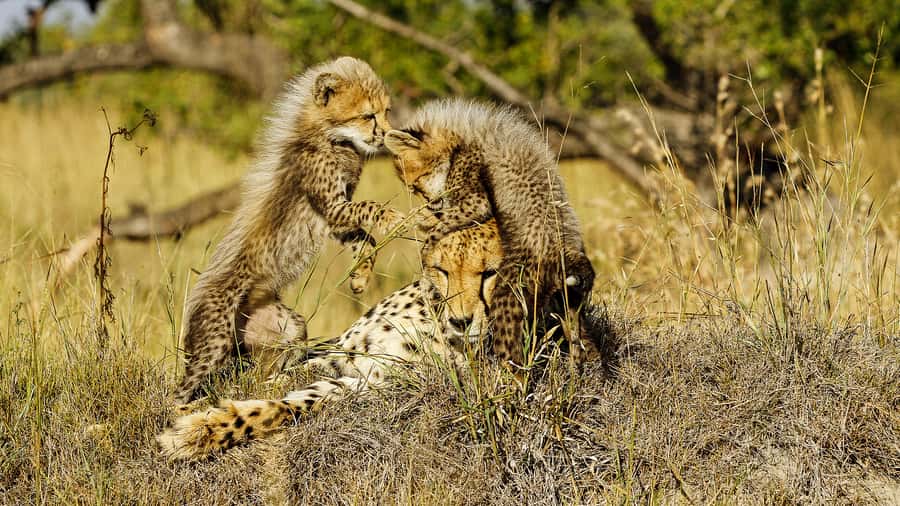 Hazyview: Private Full-Day Guided Kruger Safari - Lunch, the return trip, and the last sightings