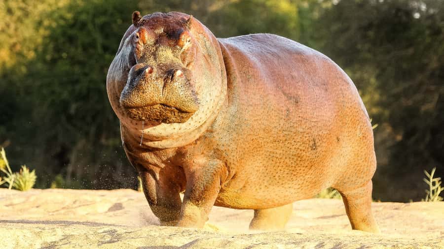 Hazyview: Private Full-Day Guided Kruger Safari - Why the guide matters more than the animal checklist