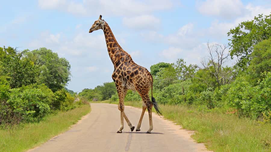 Hazyview: Private Full-Day Guided Kruger Safari - Should you book it?