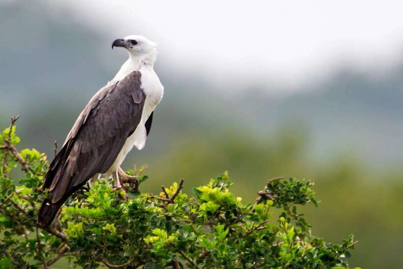 Hikkaduwa/Galle/Weligama/Mirissa/Tangalle: Udawalawa Safari - Who Will Enjoy This Safari Most