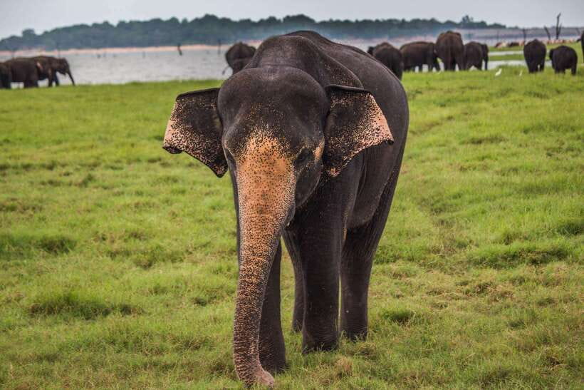 Hikkaduwa/Galle/Weligama/Mirissa/Tangalle: Udawalawa Safari - Why Udawalawe Is a Strong Choice for Elephants