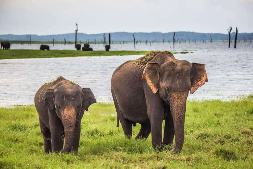Hikkaduwa/Galle/Weligama/Mirissa/Tangalle: Udawalawa Safari - Choosing Between an Early and Midday Safari