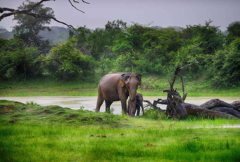 Hikkaduwa/Galle/Weligama/Mirissa/Tangalle: Udawalawa Safari - The Elephant Transit Home Feeding Visit