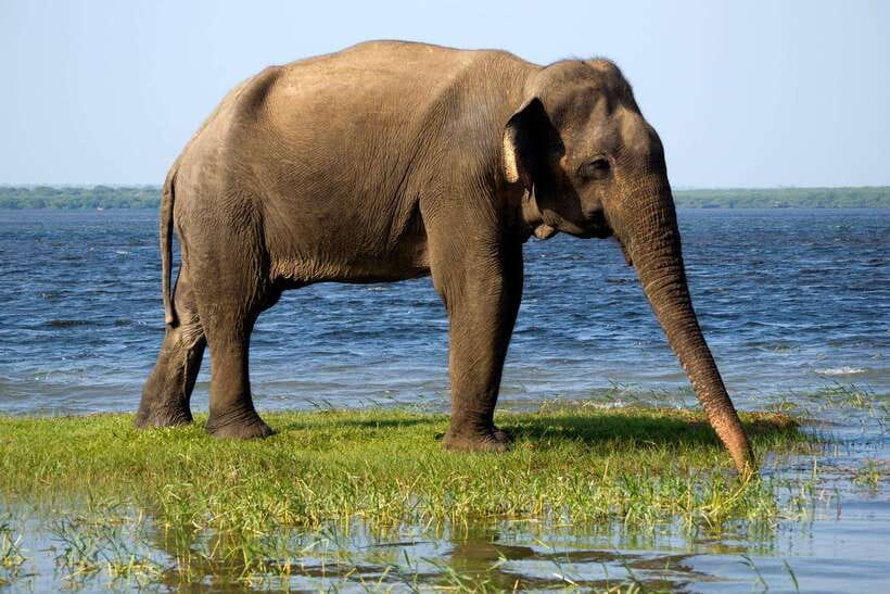 Hikkaduwa/Galle/Weligama/Mirissa/Tangalle: Udawalawa Safari - The Real Cost of the $27 Tour