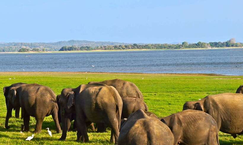 Hikkaduwa/Galle/Weligama/Mirissa/Tangalle: Udawalawa Safari - From Your Hotel to the Park