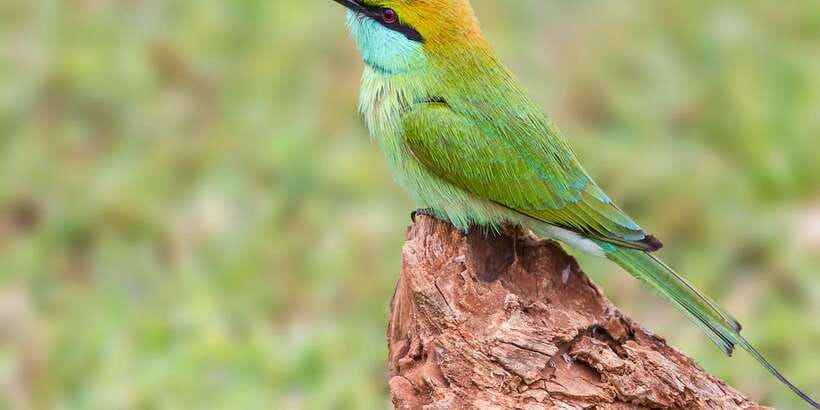 Hikkaduwa/Galle/Weligama/Mirissa/Tangalle: Yala Safari Tour - From your beach hotel to Yala National Park