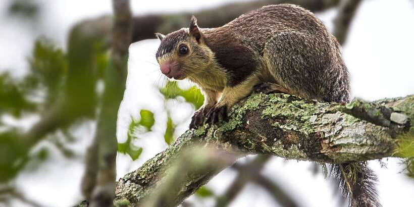 Hikkaduwa/Galle/Weligama/Mirissa/Tangalle: Yala Safari Tour - Elephants, crocodiles, buffalo, and smaller wildlife