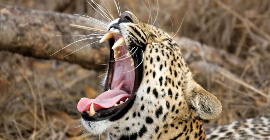 Hikkaduwa/Galle/Weligama/Mirissa/Tangalle: Yala Safari Tour - What the $45 price really covers