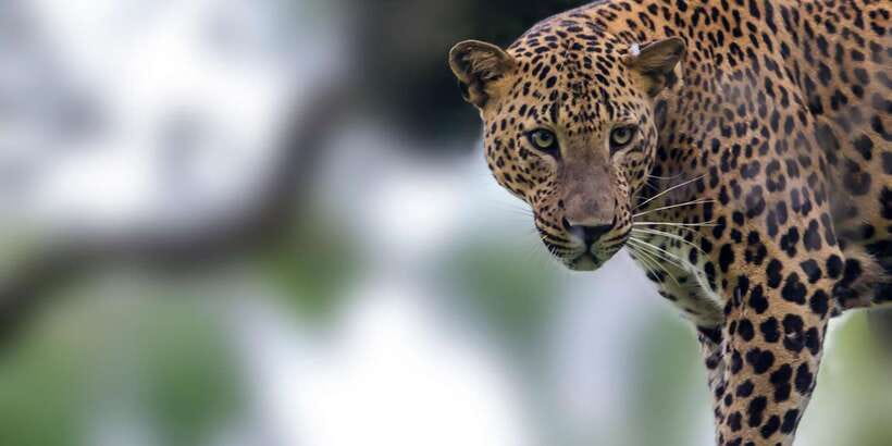 Hikkaduwa/Galle/Weligama/Mirissa/Tangalle: Yala Safari Tour - The people who make this work