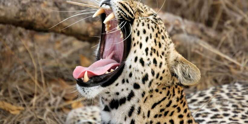 Hikkaduwa/Galle/Weligama/Mirissa/Tangalle: Yala Safari Tour - The drive matters more than the brochure suggests
