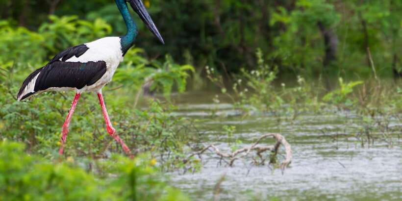 Hikkaduwa/Galle/Weligama/Mirissa: Yala National Park Safari - What the guides add to the morning