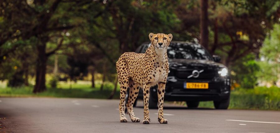Hilvarenbeek: Safaripark Beekse Bergen Entry Ticket - What the $35 ticket actually gives you
