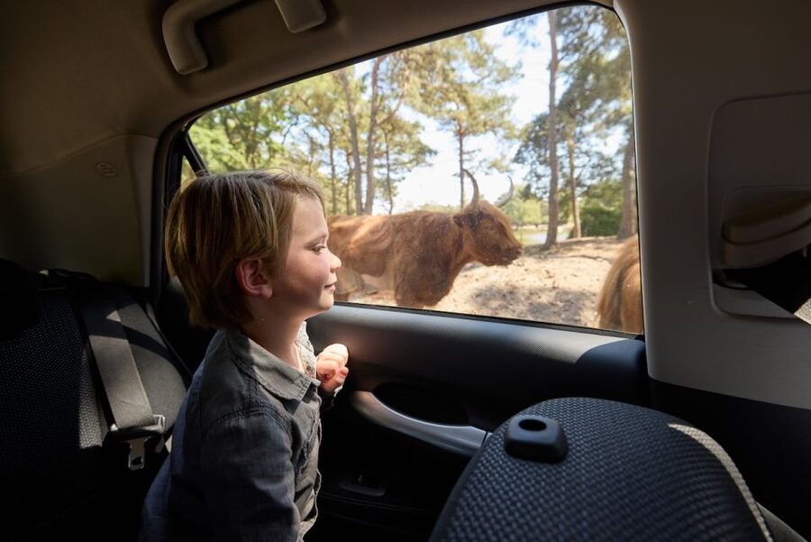 Hilvarenbeek: Safaripark Beekse Bergen Entry Ticket - Take the boat past rhinos and monkeys
