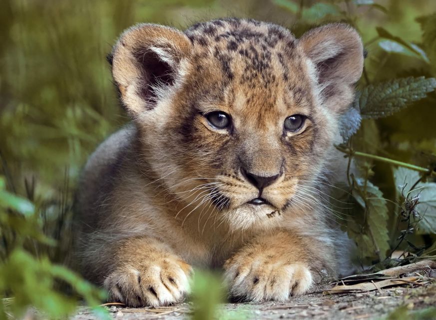 Hilvarenbeek: Safaripark Beekse Bergen Entry Ticket - What the animal collection feels like