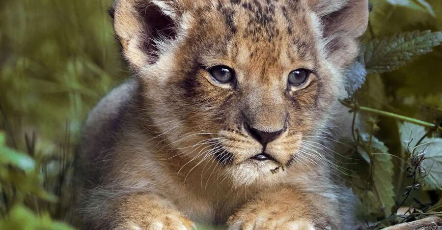 Hilvarenbeek: Safaripark Beekse Bergen Entry Ticket - Getting there from Tilburg
