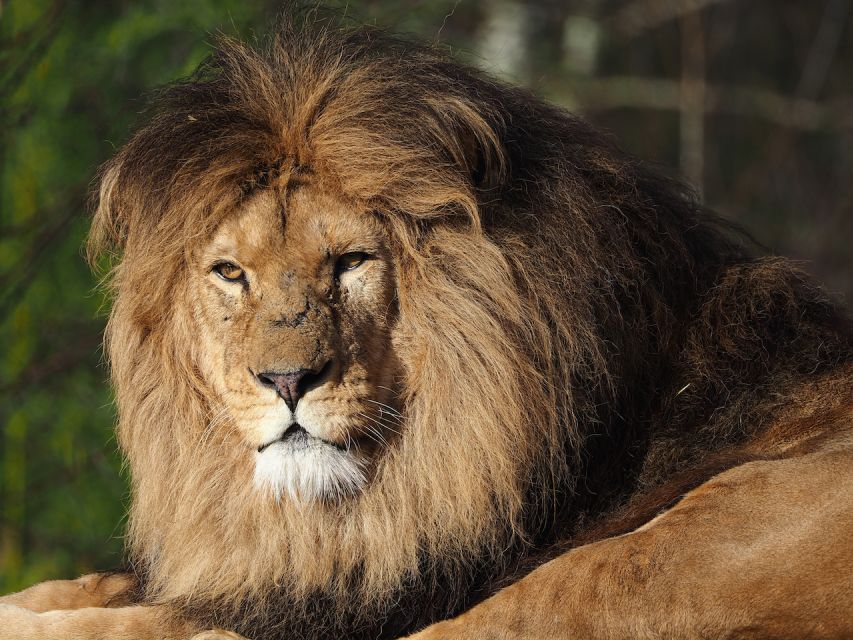 Hilvarenbeek: Safaripark Beekse Bergen Entry Ticket - Food, comfort, and access