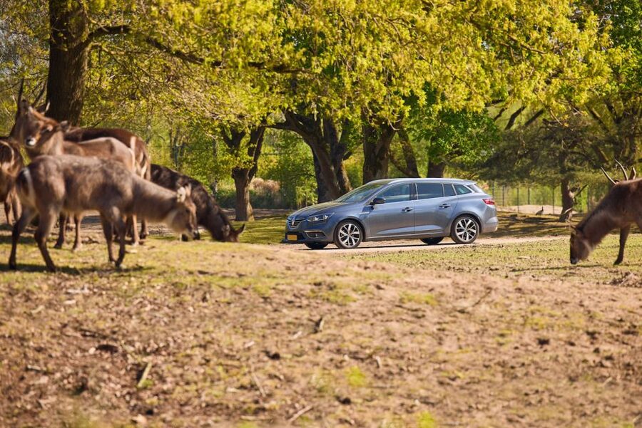 Hilvarenbeek: Safaripark Beekse Bergen Entry Ticket - Start with the walking safari