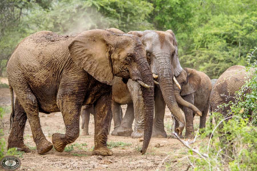 Hluhluwe-Imfolozi: Big 5 Full or Half-Day Safari - Why Hluhluwe-Imfolozi makes a fine safari choice
