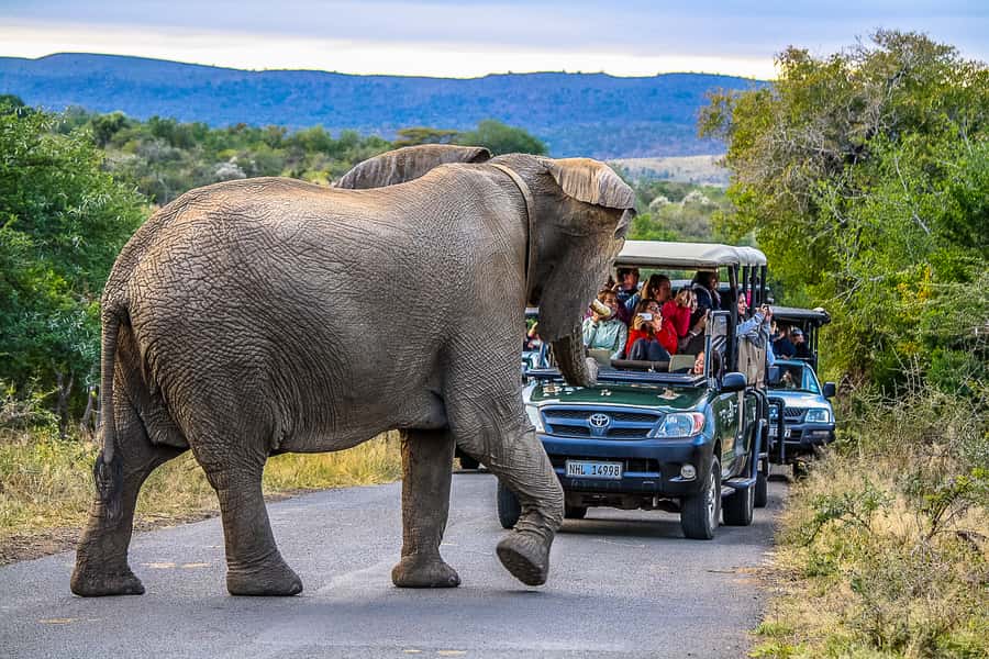 Hluhluwe-Imfolozi: Big 5 Full or Half-Day Safari - A small-group drive with room for questions