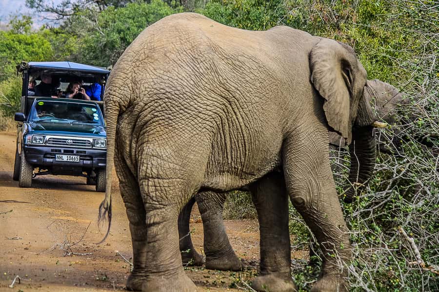 Hluhluwe-Imfolozi: Big 5 Full or Half-Day Safari - Finding elephants, lions, rhinos, and buffalo