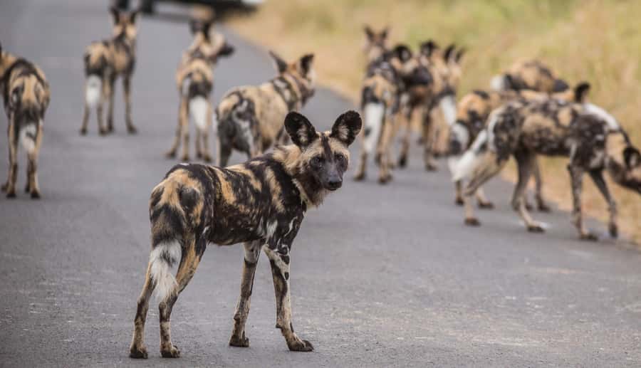 Hluhluwe-Imfolozi: Big 5 Full or Half-Day Safari - The South African barbecue lunch