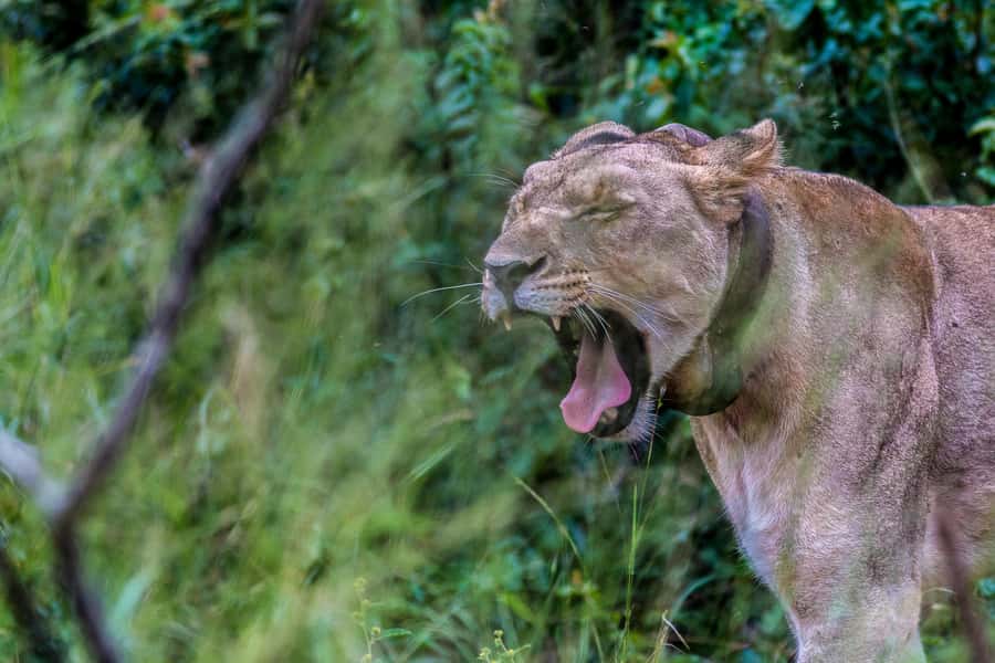 Hluhluwe-Imfolozi: Big 5 Full or Half-Day Safari - What the full-day schedule feels like