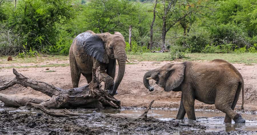 Hluhluwe-Imfolozi: Big 5 Full or Half-Day Safari - The half-day option and its limits