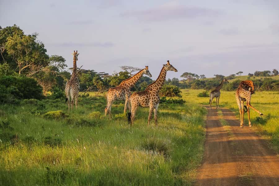 Hluhluwe-Imfolozi: Big 5 Full or Half-Day Safari - How much value do you get for $87?