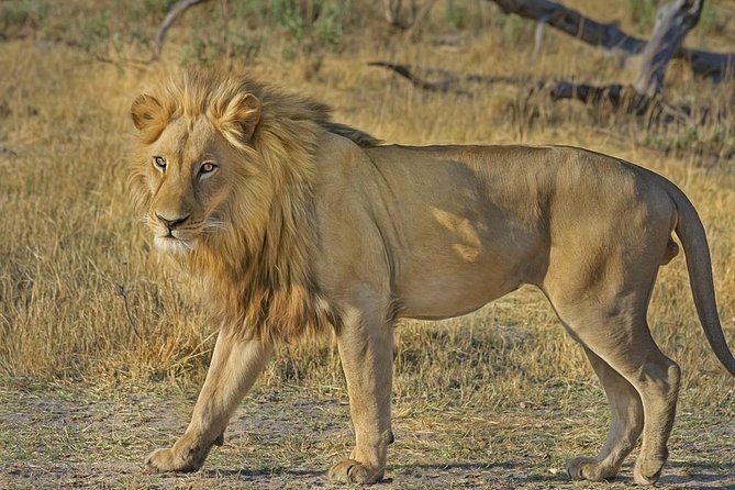 Hluhluwe Imfolozi Big 5 Reserve day Safari from Durban - Key points at a glance