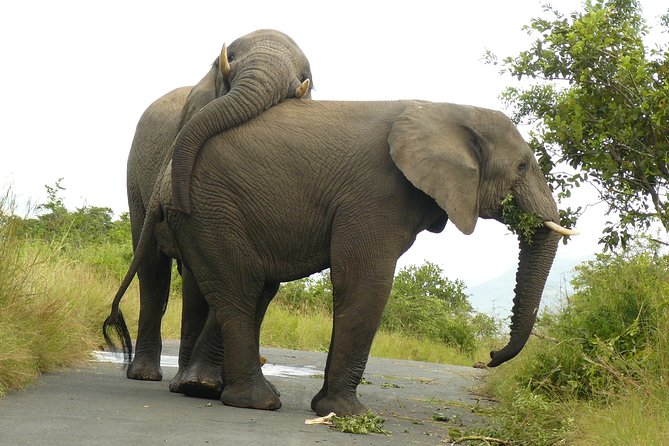 Hluhluwe Imfolozi Big 5 Reserve day Safari from Durban - Leaving Durban at 6:00 a.m.