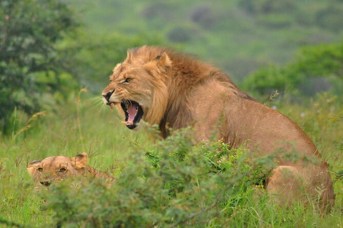 Hluhluwe-Imfolozi Park Full Day Big 5 Safari Tour - Rhino conservation adds meaning to the wildlife search