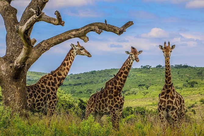 Hluhluwe-Imfolozi Park Full Day Big 5 Safari Tour - Comfort, group size, and the realities of an open vehicle