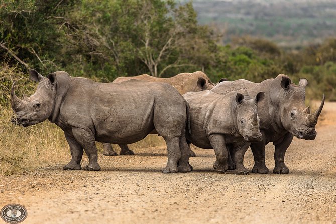 Hluhluwe-Imfolozi Park Full Day Big 5 Safari Tour - Is $96.05 good value from St Lucia?