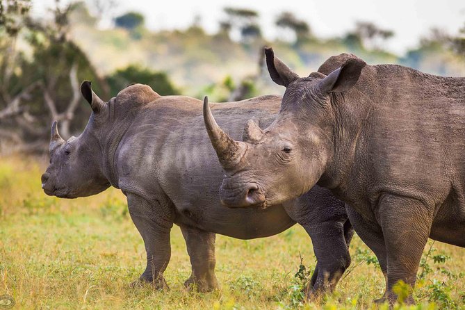 Hluhluwe-Imfolozi Park Full Day Big 5 Safari Tour - Searching for elephants, rhinos, lions, leopards, and buffaloes